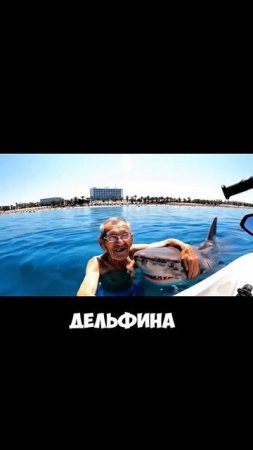 Когда первый раз встретил дельфина