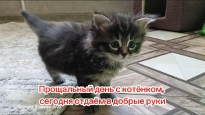 Котёнок подрос, отдали в добрые руки, сняла его на прощание