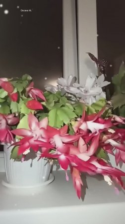 Цветы декабристы для настроения.mp4
