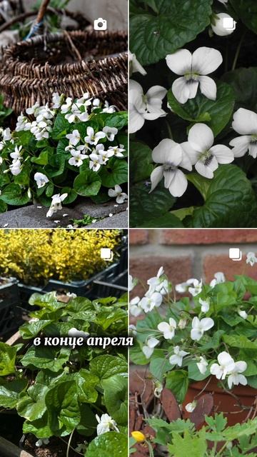 Универсальный низкорослый многолетник