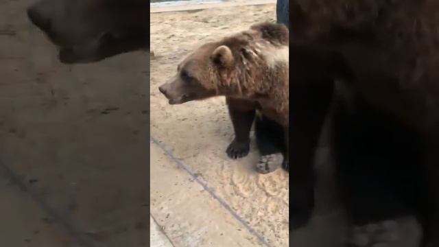 Помидорный дождь в эфире Прямая трансляция инстаграм @mansurbear 31.07.19