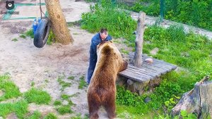 Соскучились...Но гон еще не закончился, надо подождать
