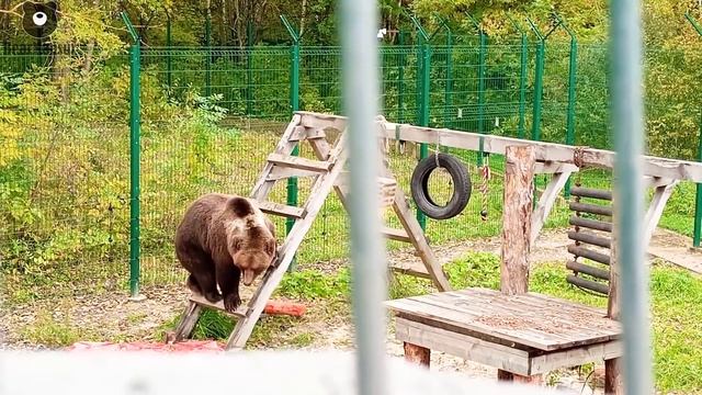 Дядя Платон напугал Мансура