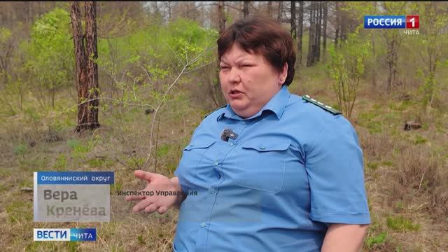 Гусеницы съедают лиственницы в лесопосадках Оловяннинского округа