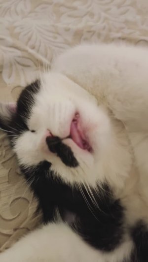 Кот храпит