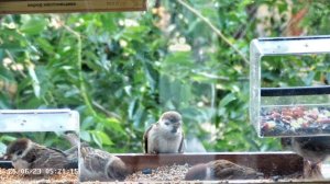 Птенцы воробья в кормушке летом на окне