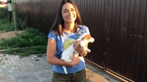 Забрали щенка Джек Рассела домой почти в 3 месяца