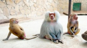 Елисей собрал себе ПИОНЕРОК и РАЗРЫВАЕТСЯ - к умным или к красивым! Кто научил Люсю себя так вести?