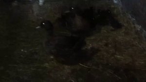 утяткам от подсадных уточек Кляксы и Дуняши  сутки .Смоленская губерня. Чубарая