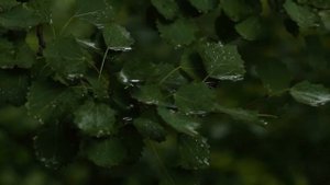 Природа после дождя!