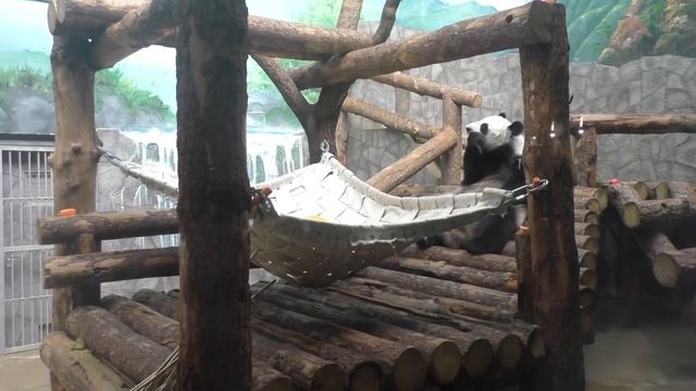 Панда Дин-Дин ест кейк. Это специальный хлеб, который для них выпекают работники зоопарка в Москве