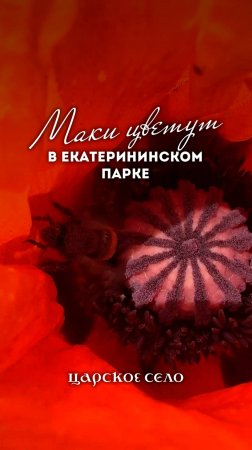 Наш полет шмеля над маками – роскошными, огненно-алыми. Где они у нас цветут? Ответ – в конце видео