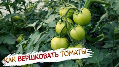 Зачем прищипывать верхушки высокорослых томатов и как правильно это делать — советы опытных огородни