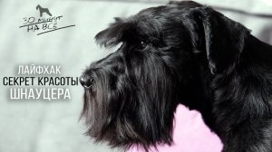 Лоск и Красота Собаки За 30 минут! Самостоятельный Уход.