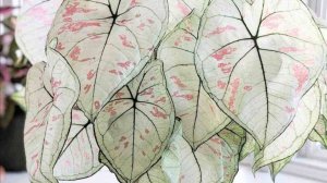 №78. Каладиумы уходят на зимовку.