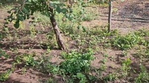 Дача.24 июня 2025г.Утренний обход.