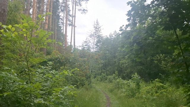 Святовское озеро, Тамбов. Экотропа. Маршрут 10км. Готовим сендвичи.