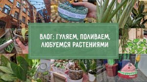 ВЛОГ: гуляем, поливаем, любуемся РАСТЕНИЯМИ