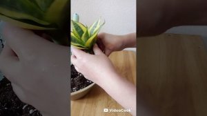 Пересаживаю Сансевиерию.