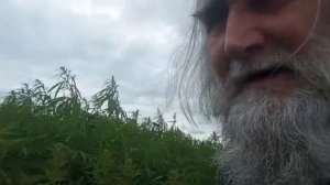 Онуфриево. Готовлюсь косить.