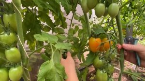 Пора обрезать листья у томатов. Плоды после этого сразу краснеют