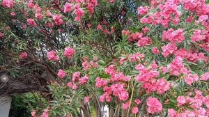 С ДОБРЫМ ЛЕТНИМ УТРЕЧКОМ!