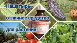 НАШАТЫРЬ- ОТЛИЧНОЕ СРЕДСТВО ДЛЯ РАСТЕНИЙ