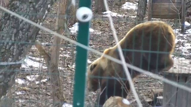 Мишка разыгрался