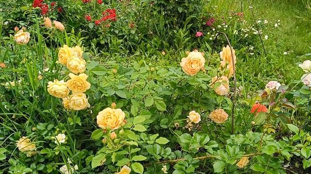 Роза Голден Селебрейшн (Rosa Golden Celebration) в моем саду #розы #сад #растения #розывсаду