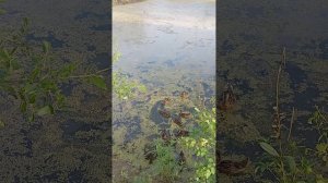 Агрессия утки против утёнка.