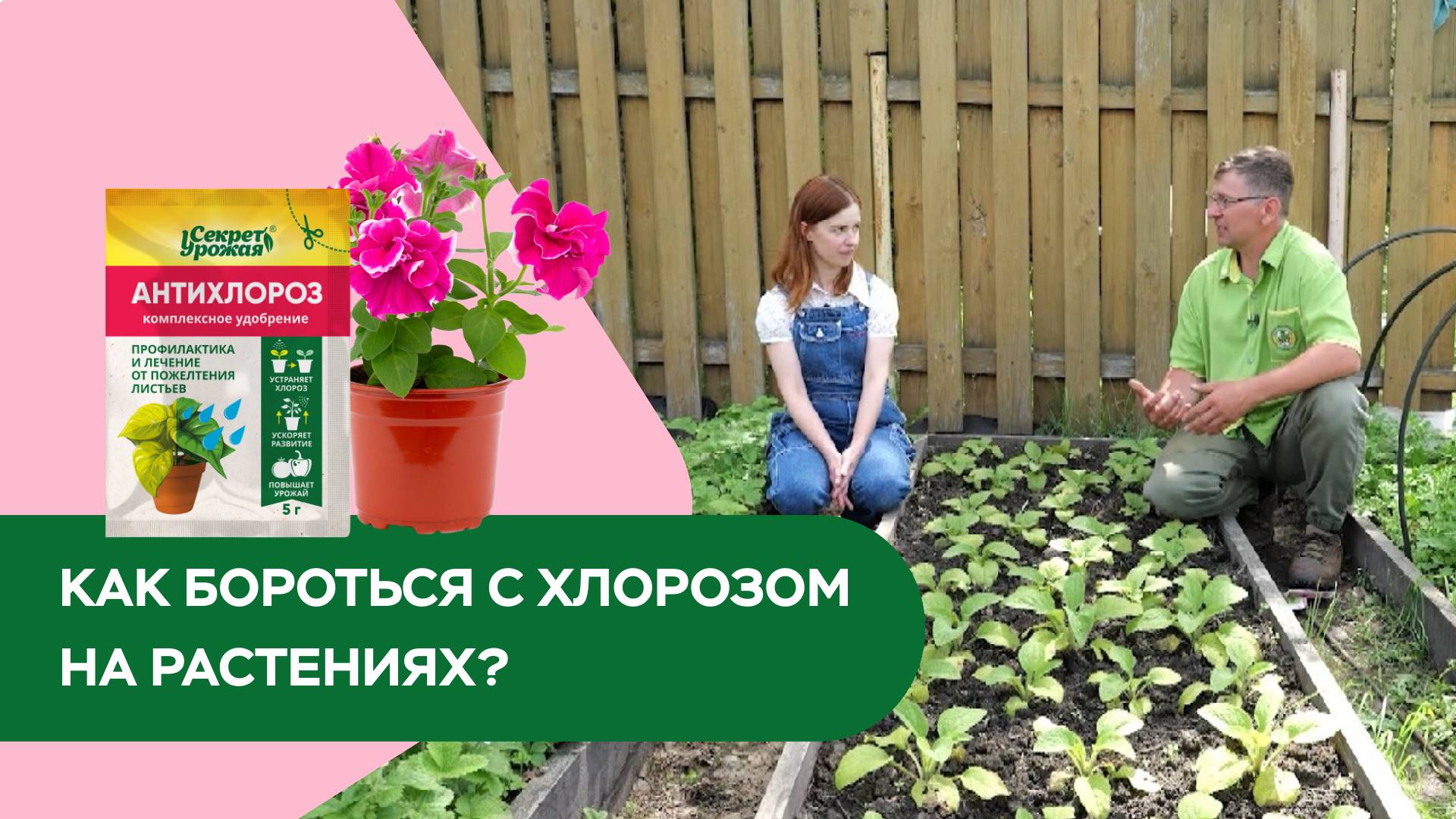 Как бороться с хлорозом?