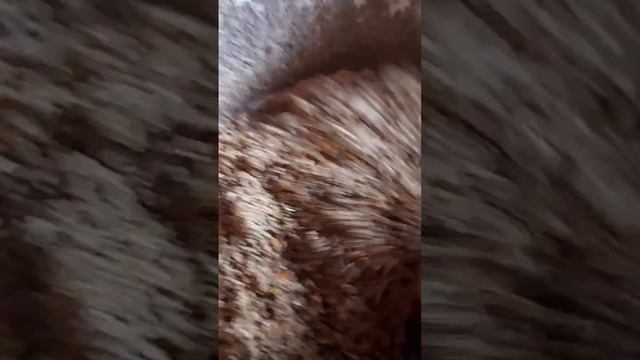 Чтобы  быть с Яйцом, кормим Кур правильно!