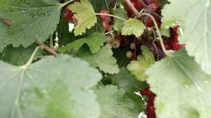 Красная смородина "Ватра" тел. +7(918) 160-16-50