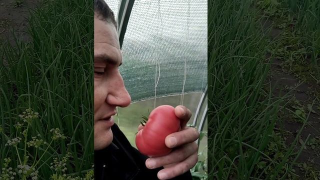Конкурс "Первый овощ на грядке"