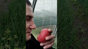 Конкурс "Первый овощ на грядке"