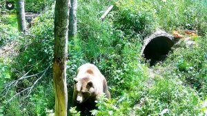"Это дерево тут лишнее" подумал Мансур и завалил его на забор. Минус одна камера.