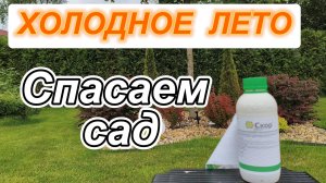 Холодное лето, спасаем сад.
