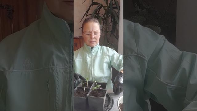 Проверяю всходы овощей для подоконника | Ирина Родина