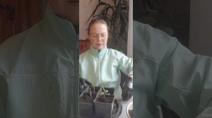 Проверяю всходы овощей для подоконника | Ирина Родина