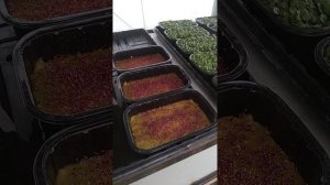 Микрозелень и рассада в теплице