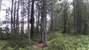 Медвежата-сеголетки в Кандалакшском заповеднике.