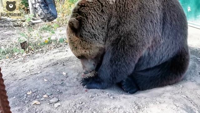 Как медведь аккуратно ест виноград