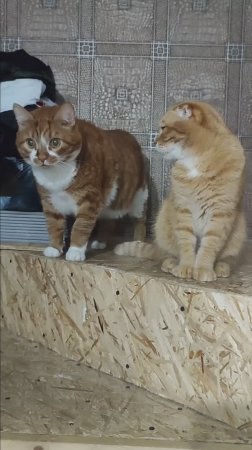 Кот Стёпа мешает делать в доме ремонт