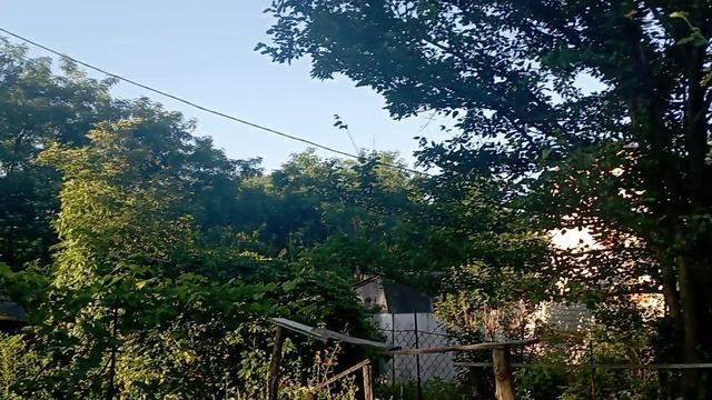 1000030251.mp4. 24-06-2025 года. Доброе утро друзья. Тишина. Только птички поют заливаются.