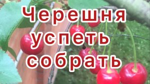 Черешня 
Или собрать или потерять