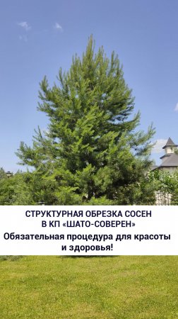 Структурная обрезка сосен в КП «Шато-Соверен»