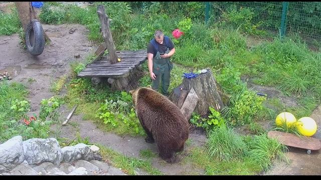 Медведь Мансур, кубик-рубик и вкусный помидор   Mansur bear, rubiks cube and delicious tomato