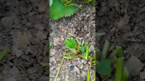 #Как подготовить клубнику ко второму плодоношению#