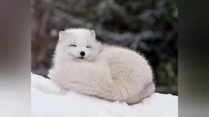 Почему лиса хитрая?