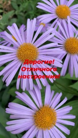 Дорогие мои! Отличного вам настроения!